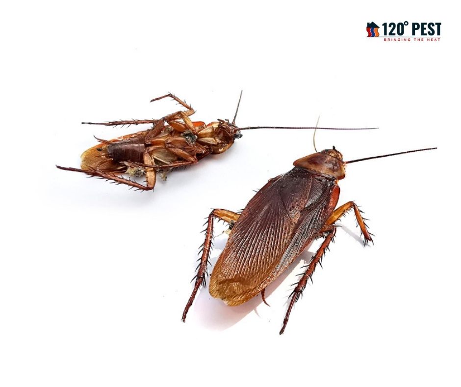 Impact of Cockroaches on Vulnerable Populations
