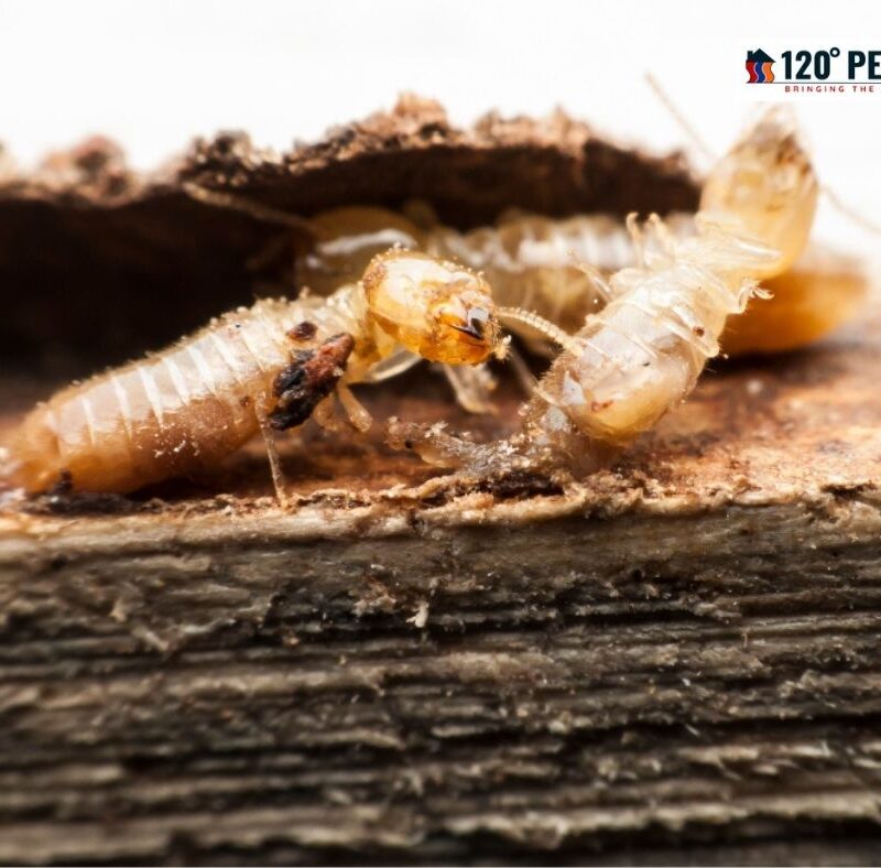 The Significance of Hiring Professionals for Termite Infestations