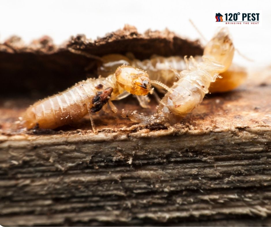 The Significance of Hiring Professionals for Termite Infestations