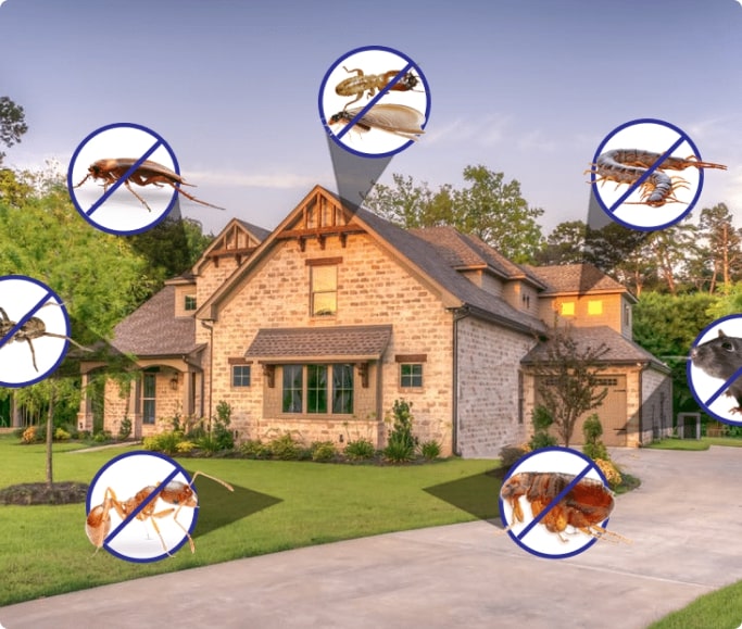 Why Keeping up with Pest Control Matters for a Healthy Home