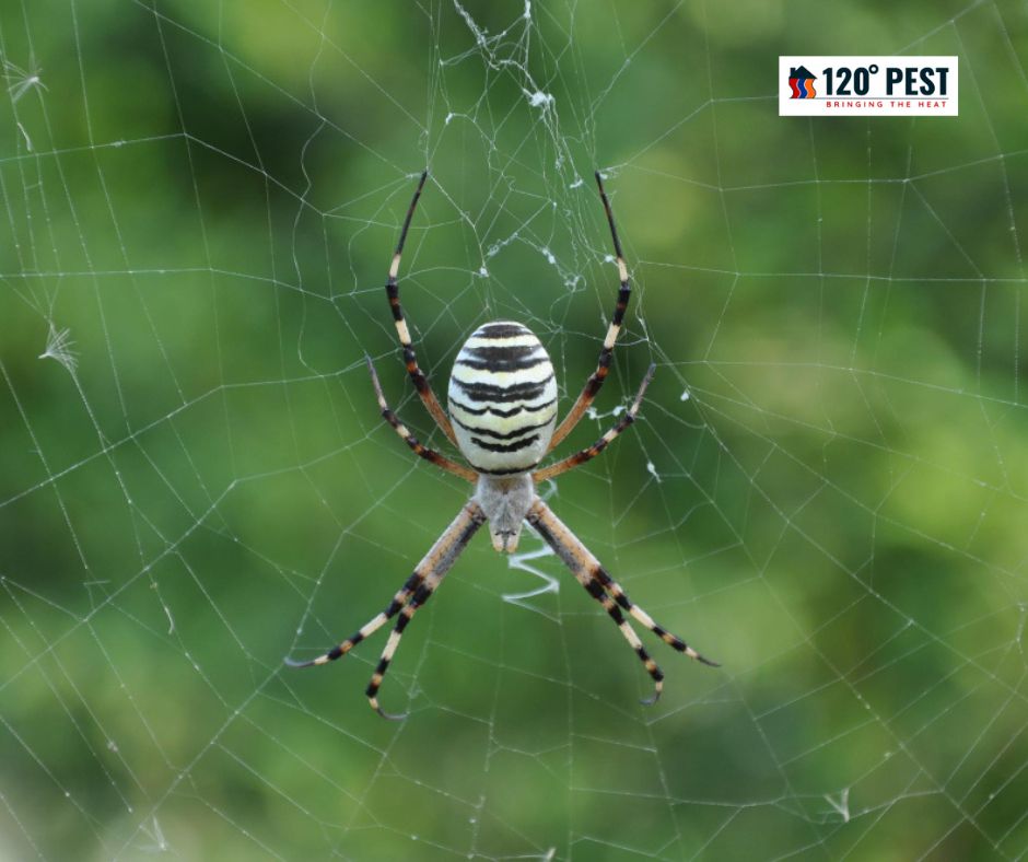 Georgia's Venomous Web: The Top 10 Most Dangerous Spiders