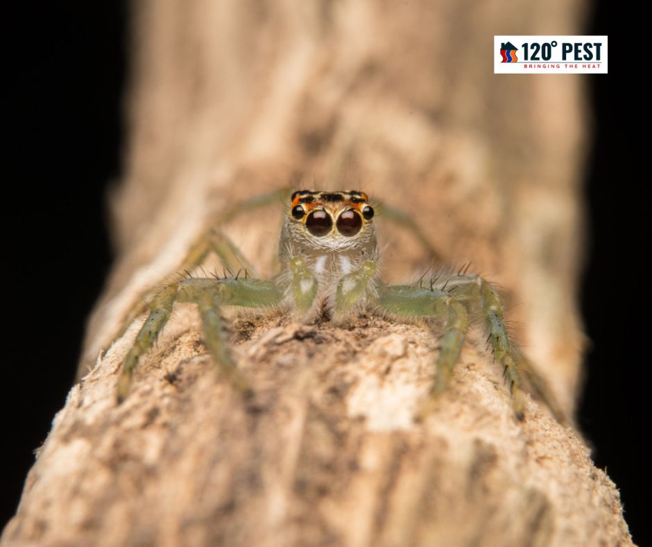 Six-eyed Sand Spider