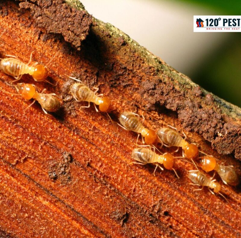5 Common Signs of Termite Infestation You Shouldn't Ignore
