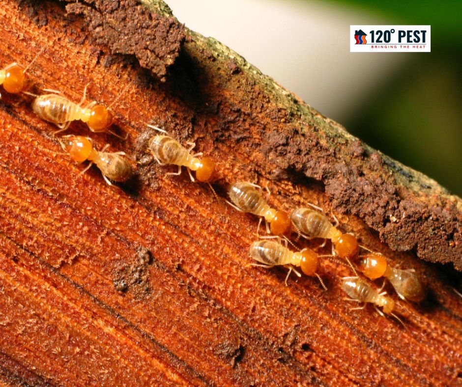 5 Common Signs of Termite Infestation You Shouldn't Ignore