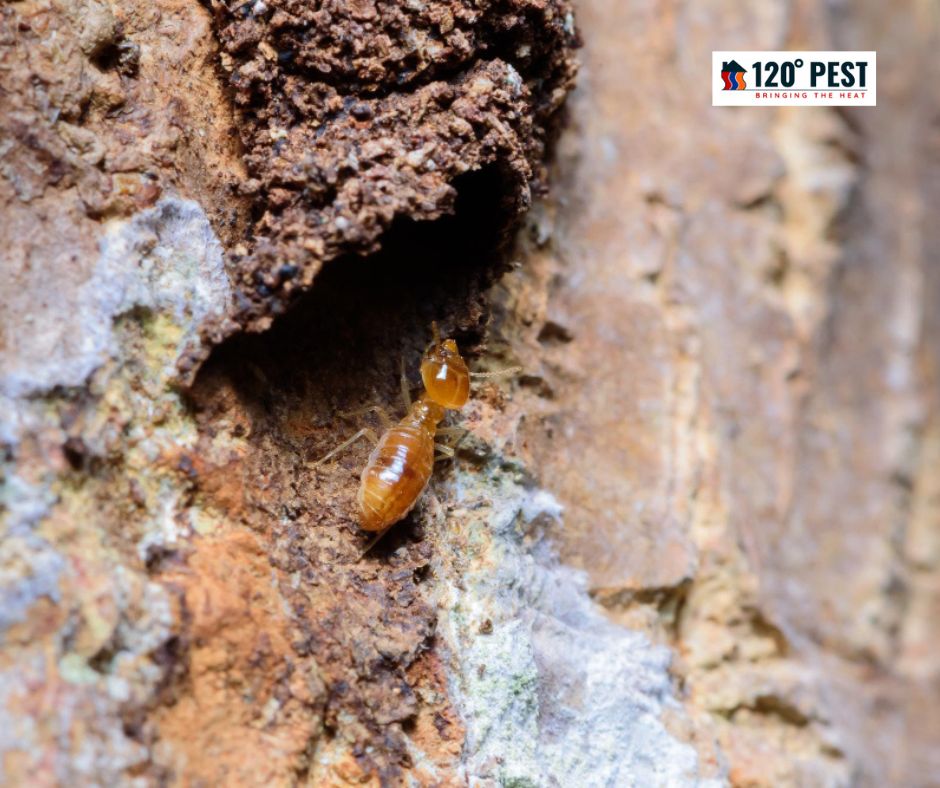 Hollowed or Damaged Wood termite infestation