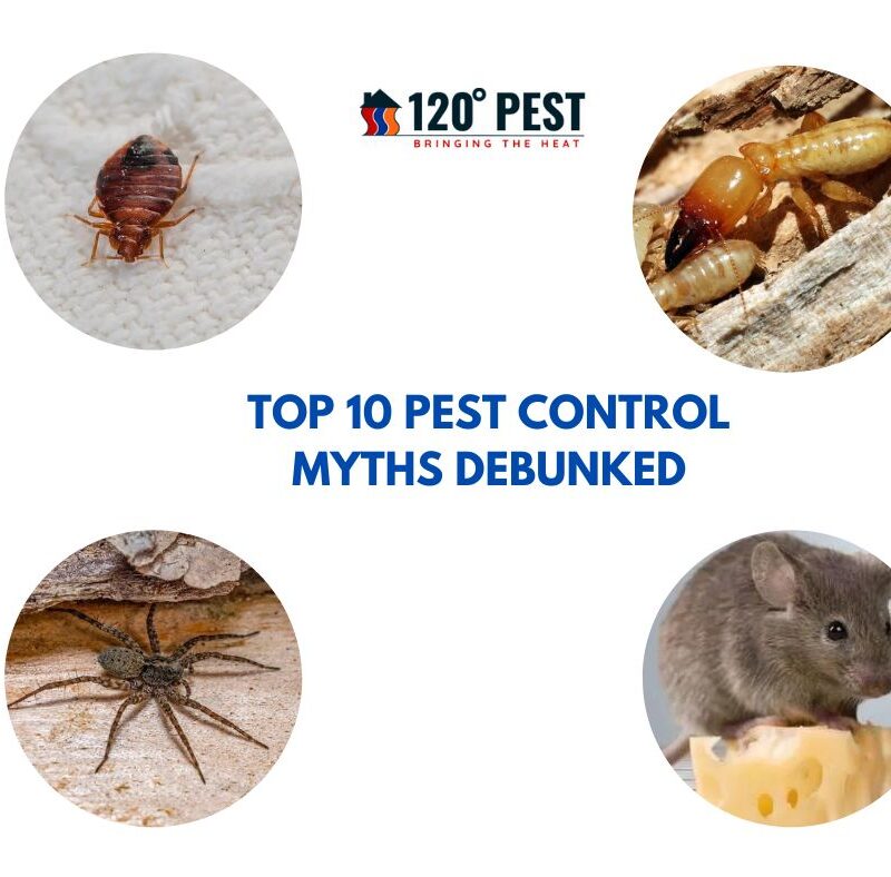 Top 10 Pest Control Myths Debunked