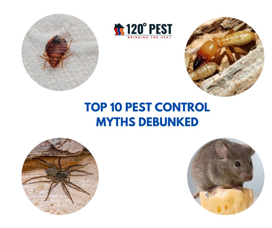 Top 10 Pest Control Myths Debunked