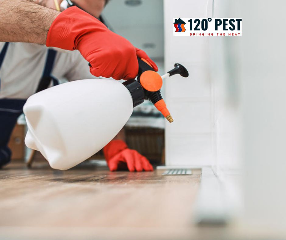 Myth: DIY Pest Control Is Always Cheaper Than Professional Services