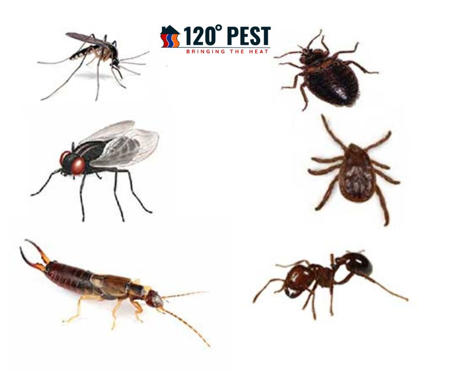 The Top 9 Most Common Household Pests and How to Deal with Them