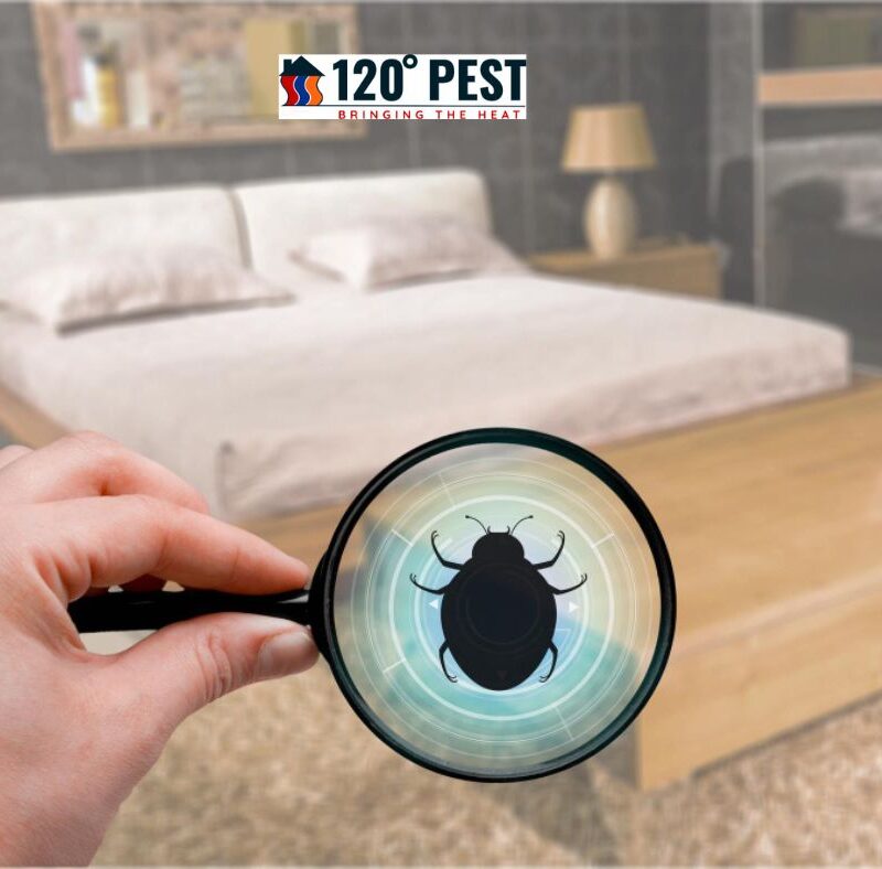 Bed Bug Awareness: Identifying Infestations and Treatments