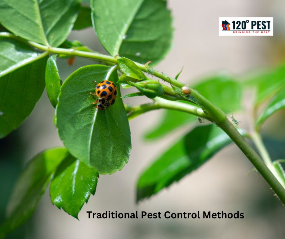 The Environmental Impact of Traditional Pest Control Methods