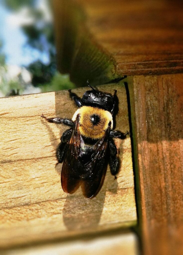 carpenter bees in canton ga