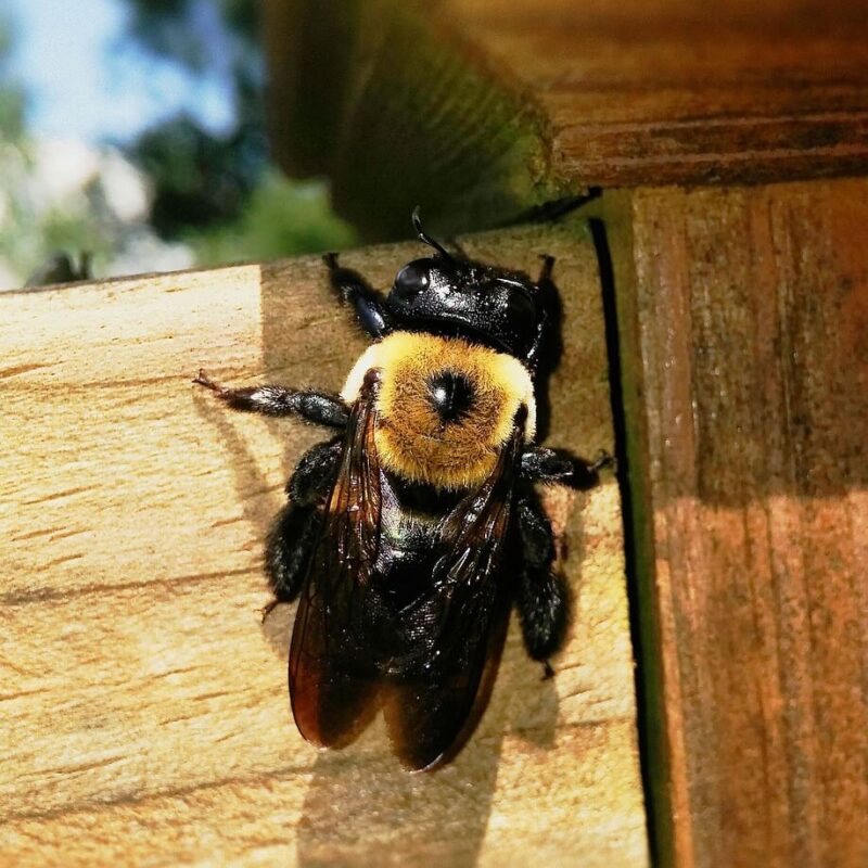 carpenter bees in canton ga