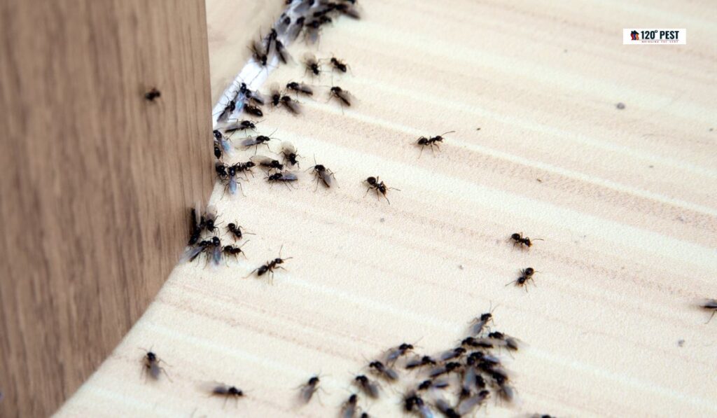 Ants Away in Woodstock