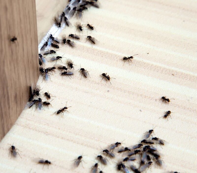 Ants Away in Woodstock