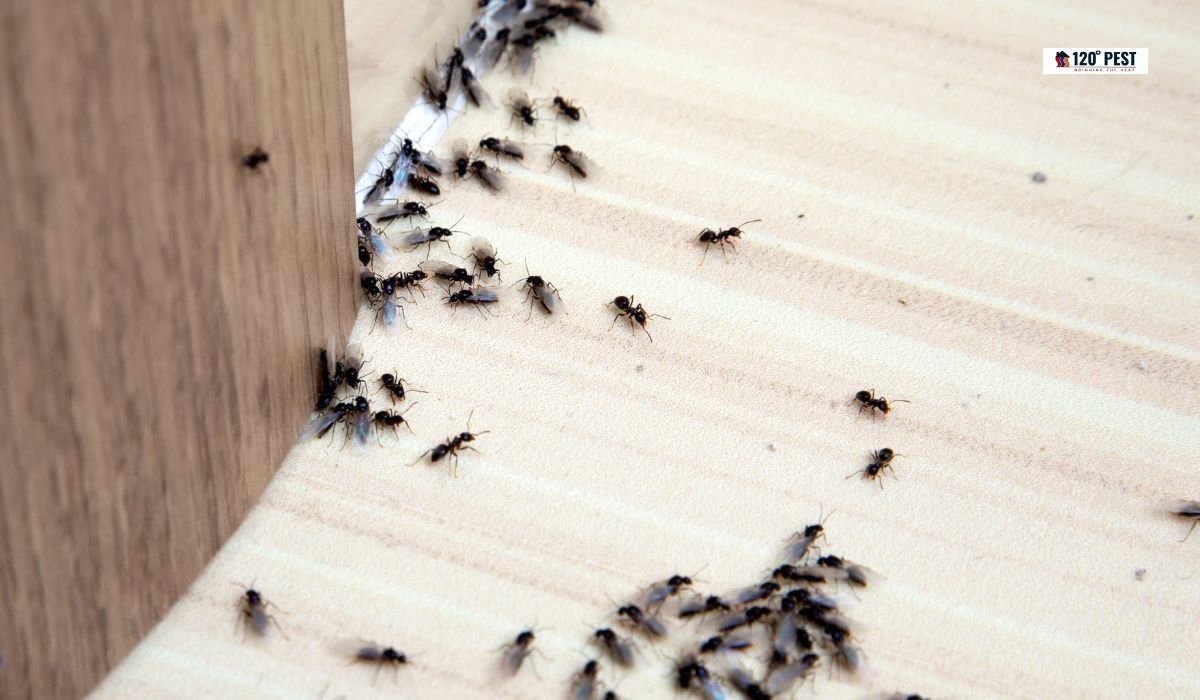 Keeping Ants Away in Woodstock: Easy Tips
