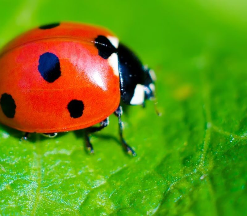 LADY BUGS