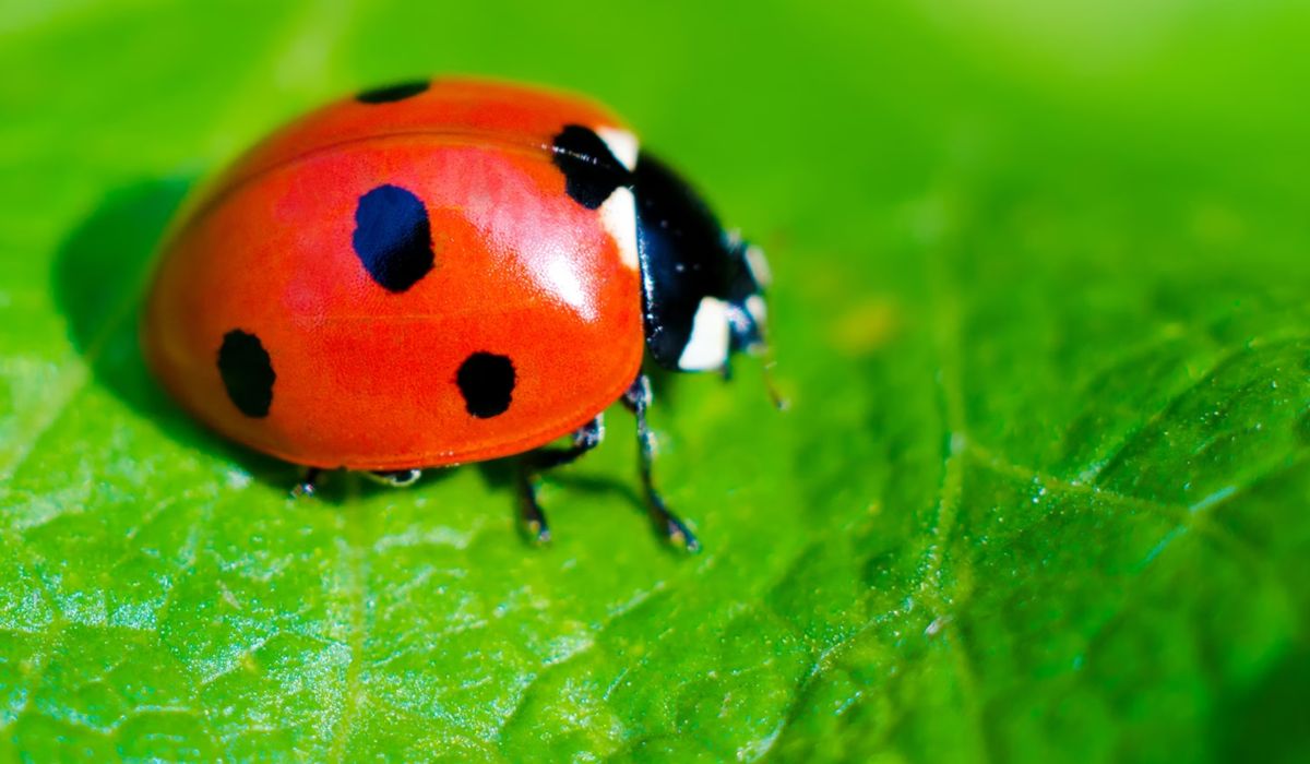 Why Does My Woodstock, GA House Have Lady Bugs?