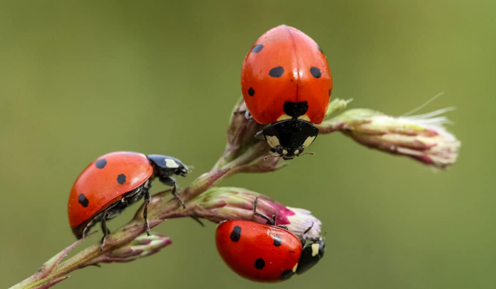 Ladybugs in Jasper 