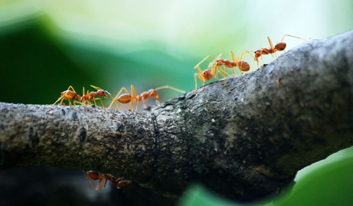 Keeping Ants Away in Woodstock: Easy Tips