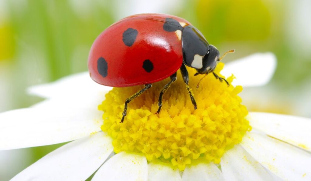 Ladybugs in Jasper