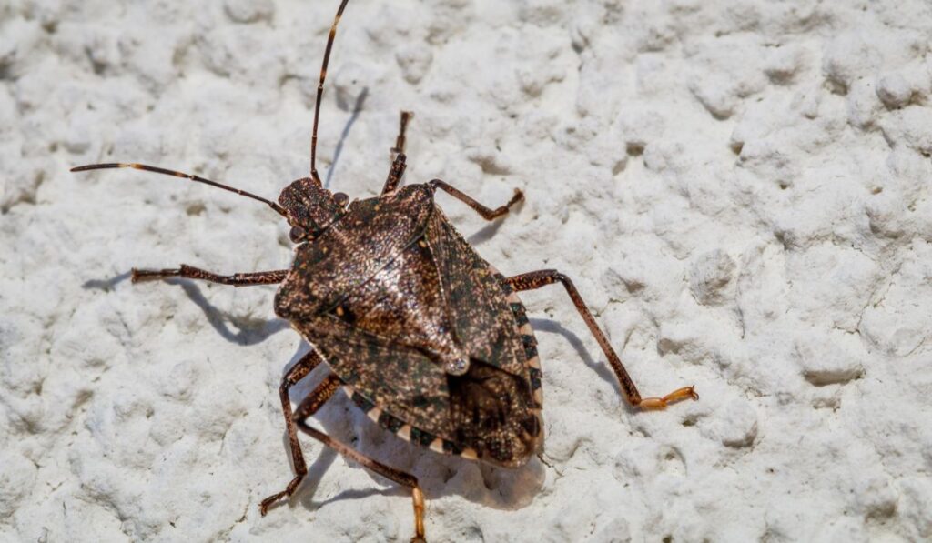 Stink Bugs Harm Health in Woodstock