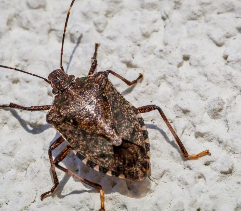 Stink Bugs Harm Health in Woodstock