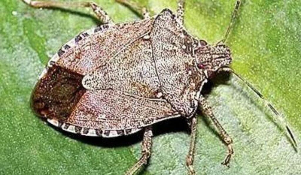 Stink Bugs Harm Health in Woodstock