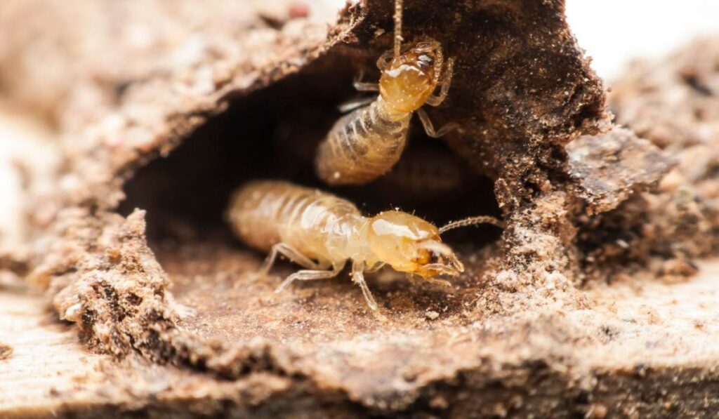 Termite Cause