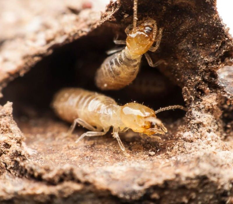 Termite Cause