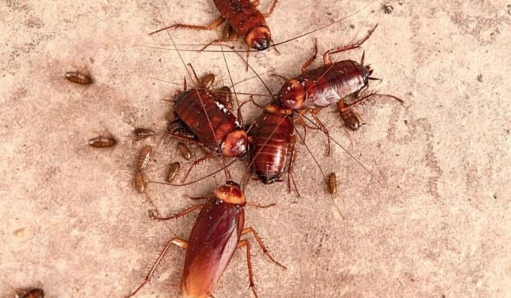 Roaches in Alpharetta Homes