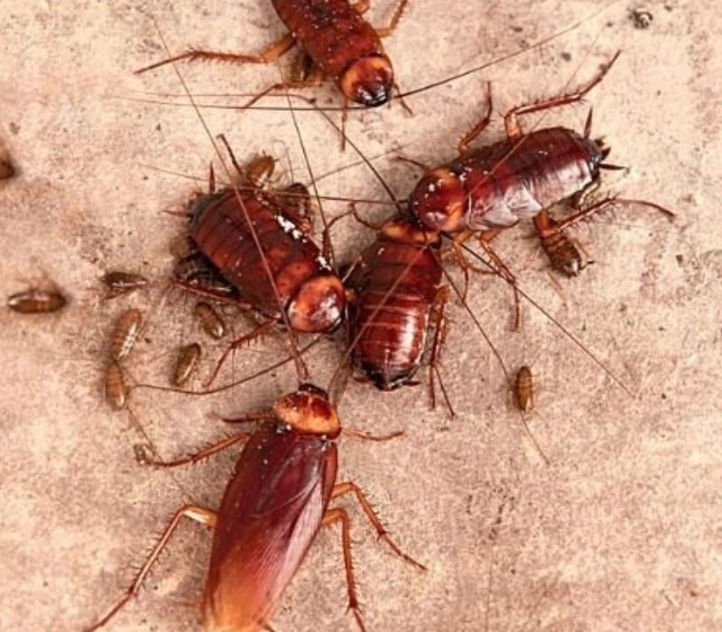 Roaches in Alpharetta Homes