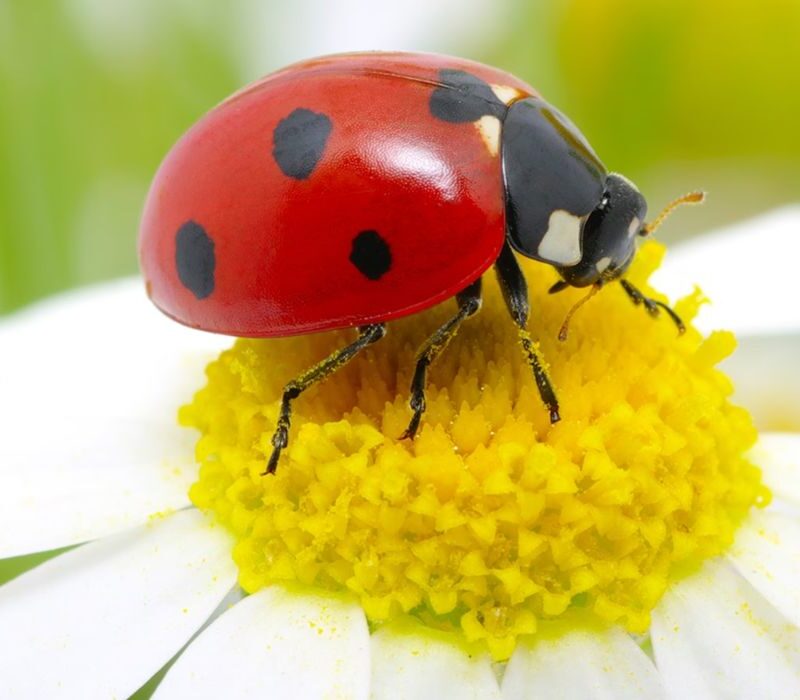 Ladybugs in Jasper