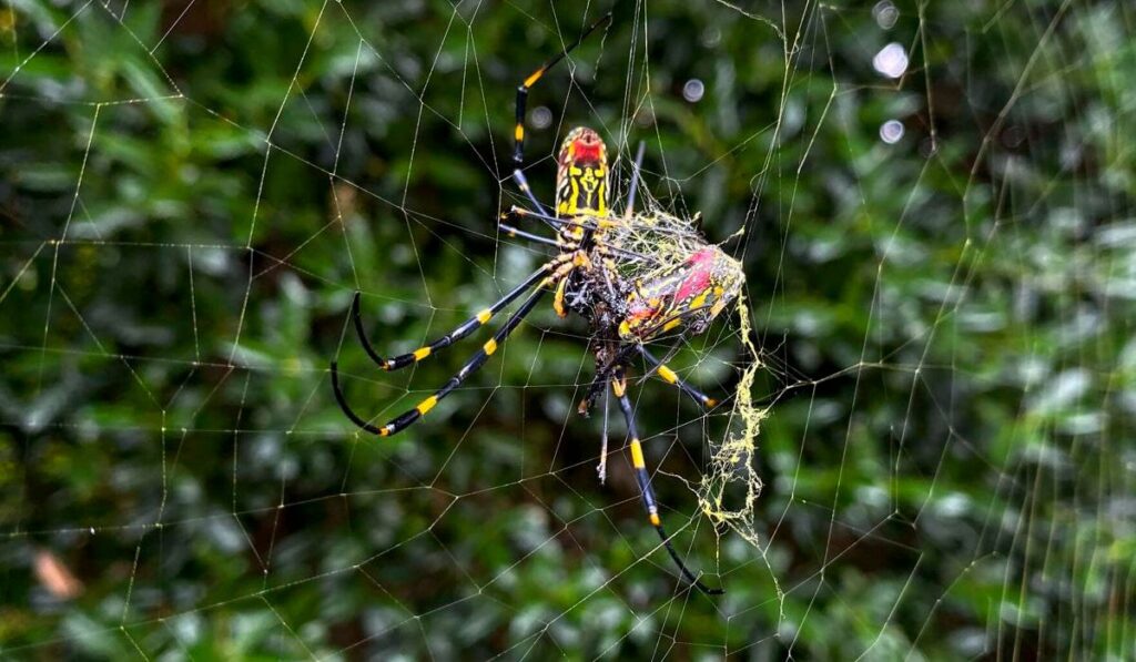 Spiders Multiply in Roswell