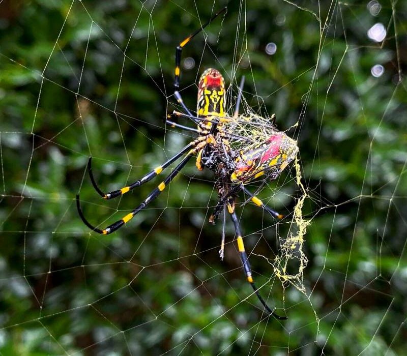 Spiders Multiply in Roswell