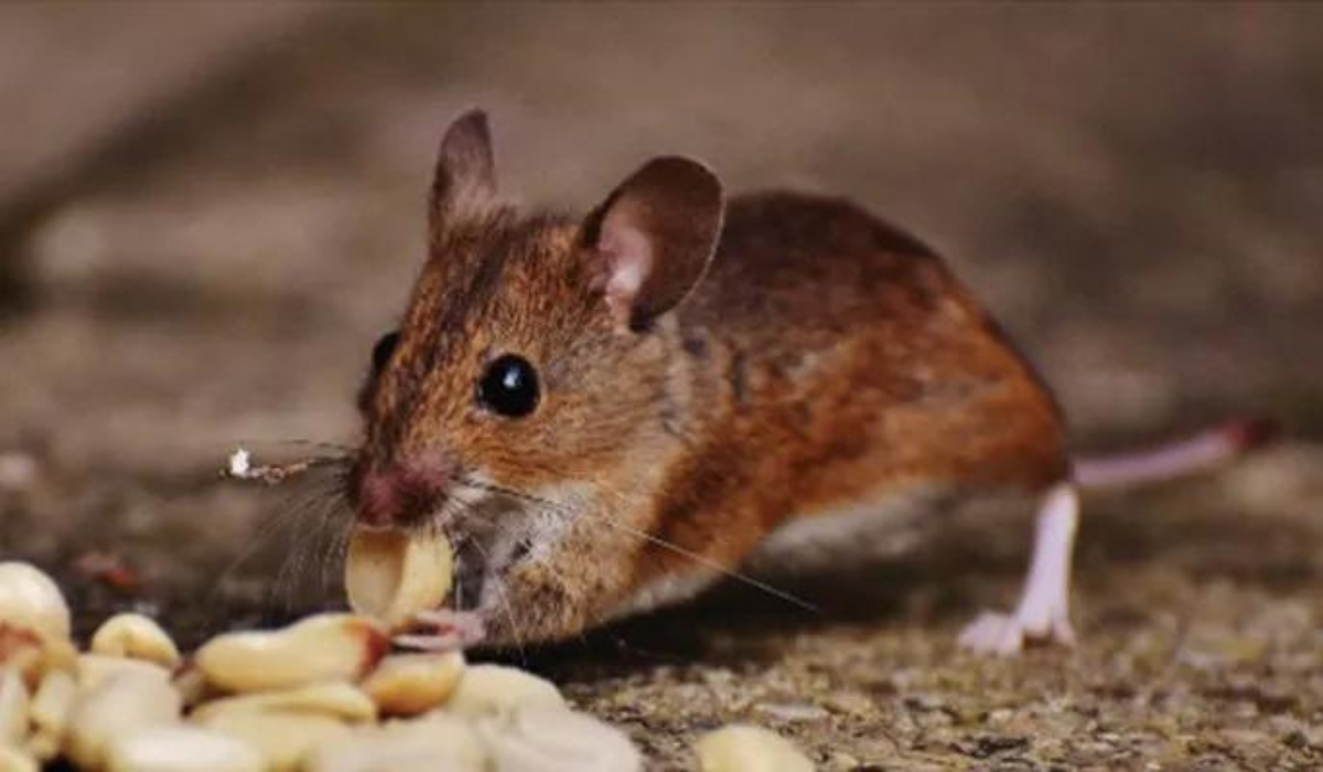 How to Keep Mice Out of Marietta Houses