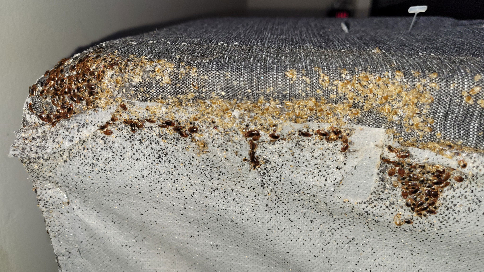 Bed Bug Treatment Near Me in Alpharetta, GA