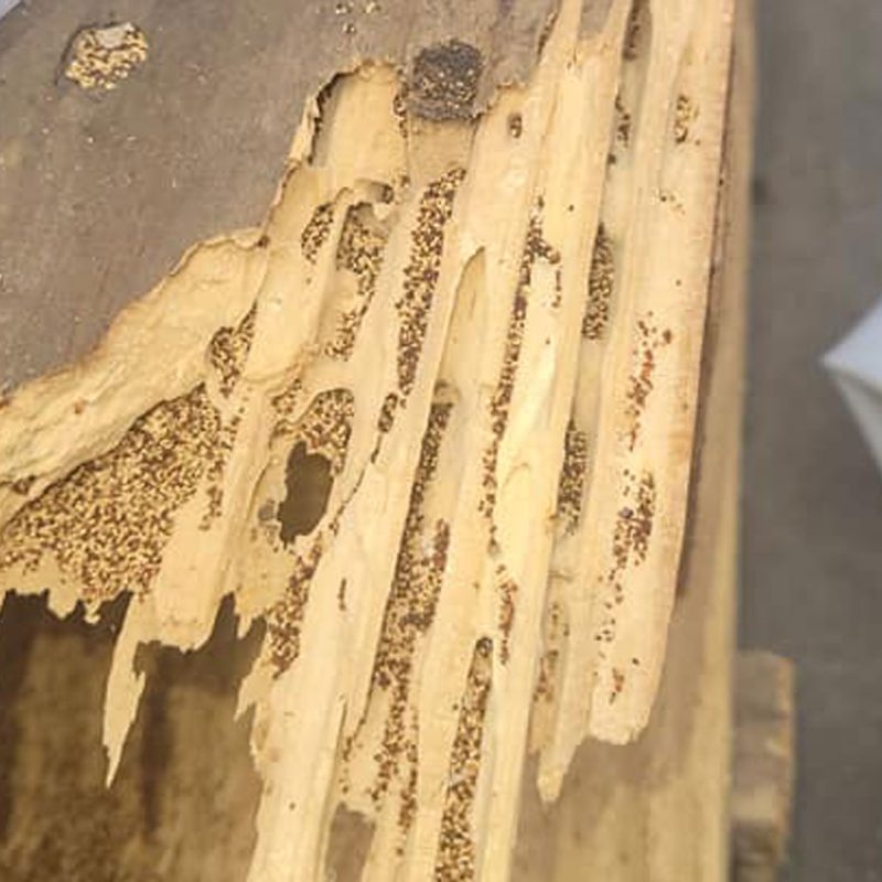 Quarterly Pest Control in Cherokee County, GA