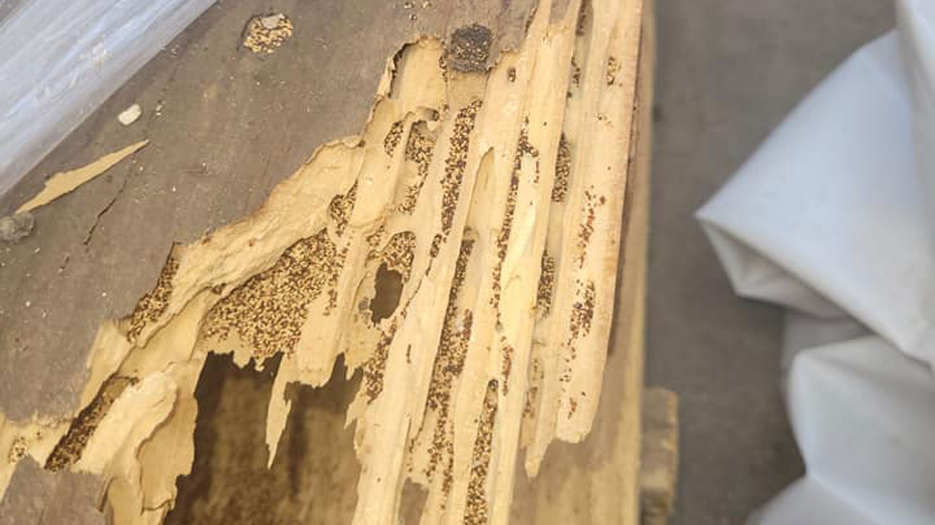 Quarterly Pest Control in Cherokee County, GA