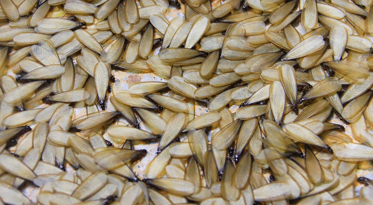 Termite Swarms in Georgia: What Homeowners Need to Know
