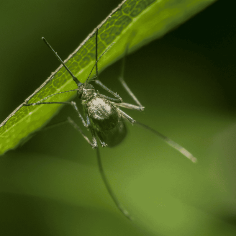 Mosquito Control Near Me in Canton, GA