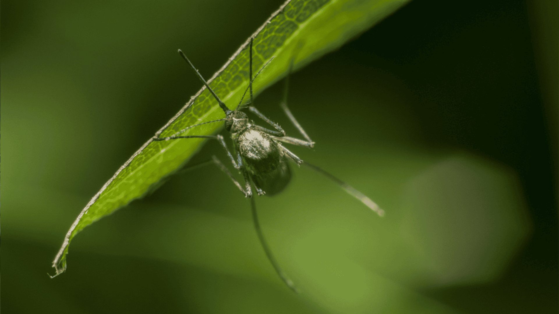 Mosquito Control Near Me in Canton, GA