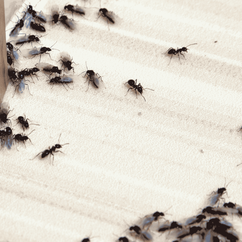 Ant Control in Canton, GA