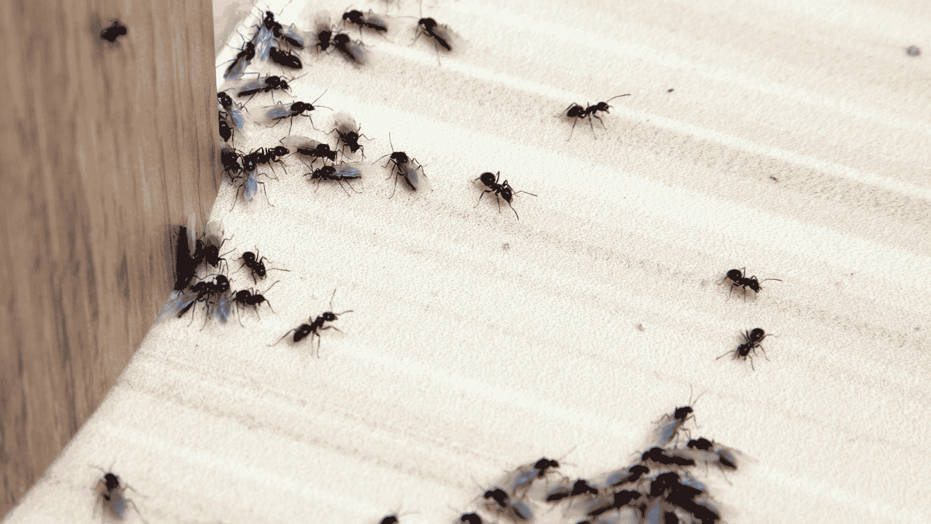 Ant Control in Canton, GA