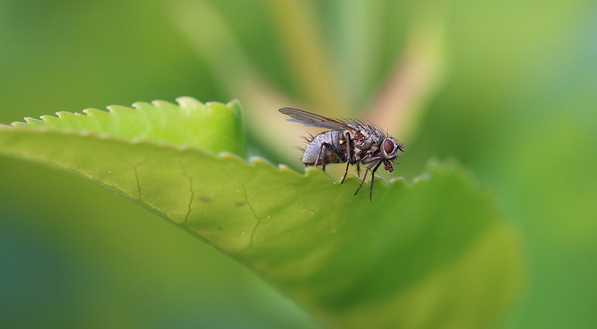 Summer Pest Survival Guide