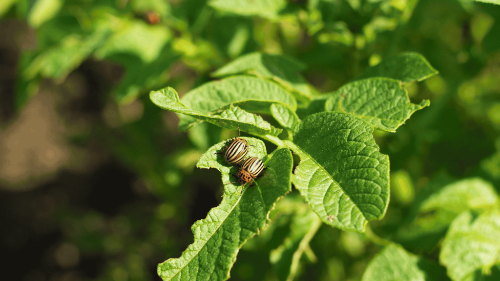 Pest Control in Ball Ground, GA