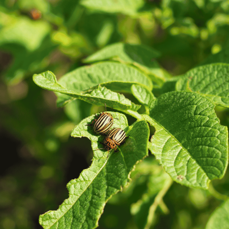 Pest Control in Ball Ground, GA