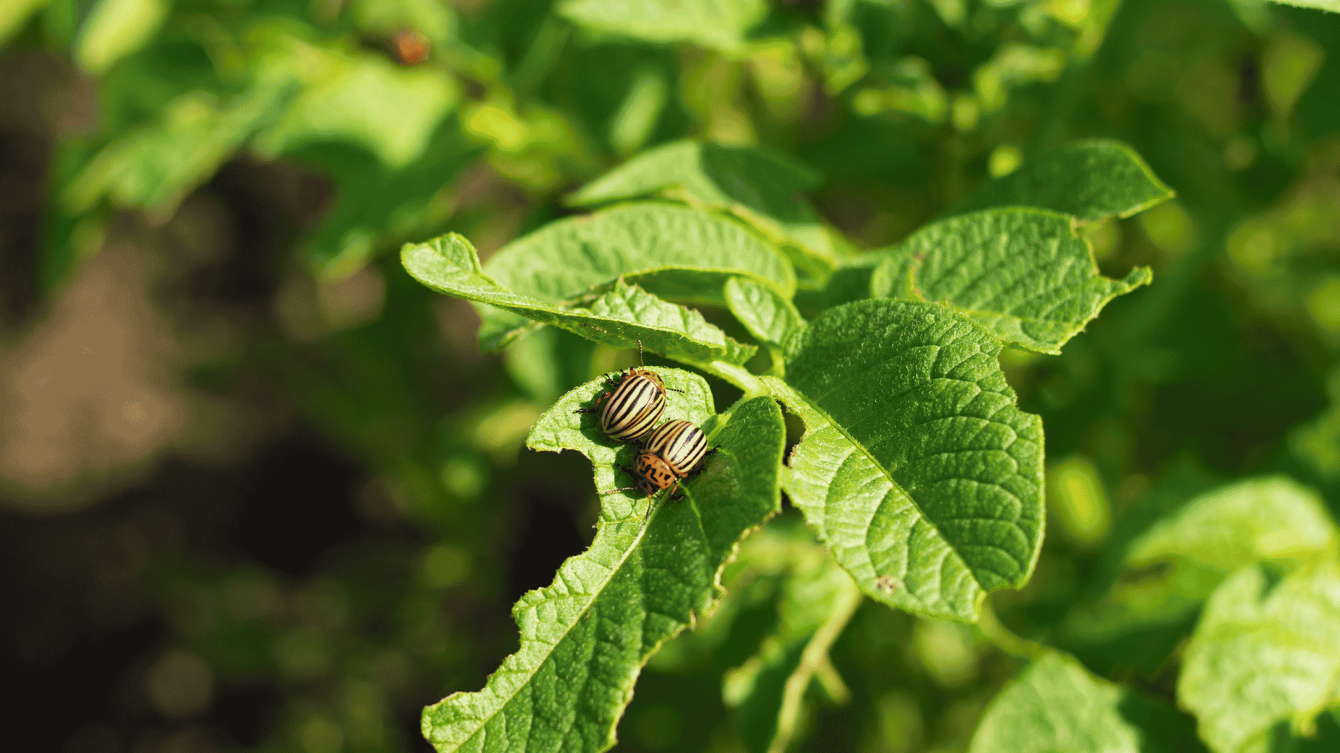 Pest Control in Ball Ground, GA