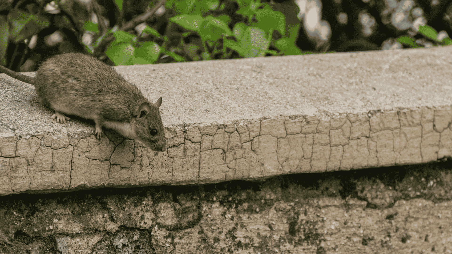 Rodent Control in Cherokee County, GA