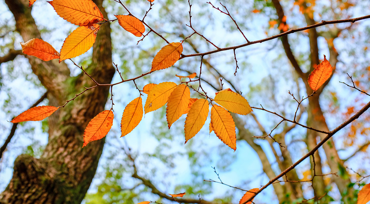 How to Keep Pests Out When Temperatures Drop